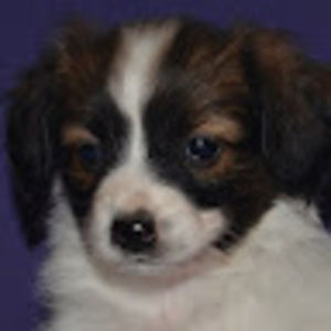 Meet your Posher, Sherry